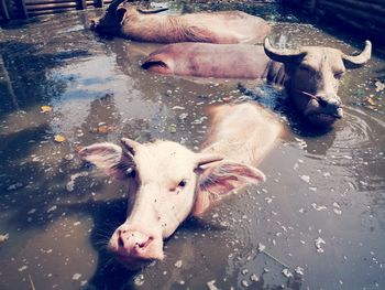 High angle view of horse in water