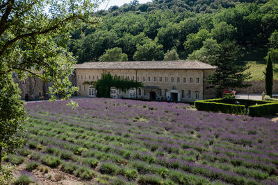 View of house in garden