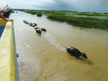 High angle view of birds on beach