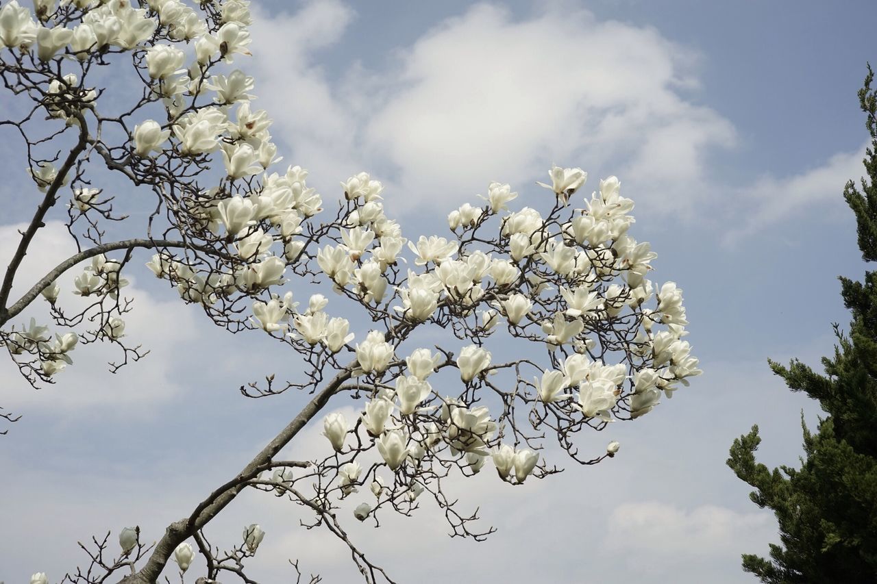 flower, low angle view, tree, sky, branch, growth, beauty in nature, freshness, nature, white color, cherry blossom, cloud - sky, blossom, fragility, cherry tree, springtime, in bloom, cloud, blooming, day