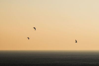 Bird flying over sea