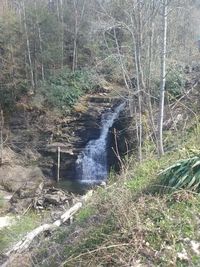 Scenic view of waterfall in forest