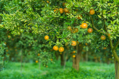 Oranges growing on tree