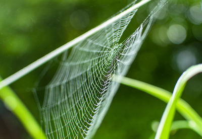 Close-up of green spider web on plant