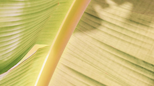 Full frame shot of banana leaf