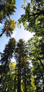 Low angle view of trees against sky