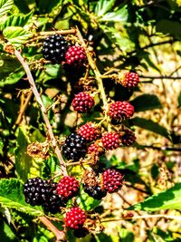 Close-up of berries growing on tree