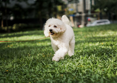 White dog running on field