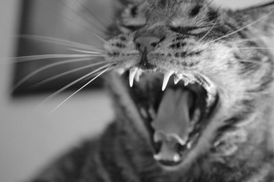 Close-up of cat yawning