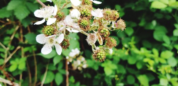 Close-up of white flowering plant