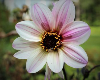 Close-up of pink flower