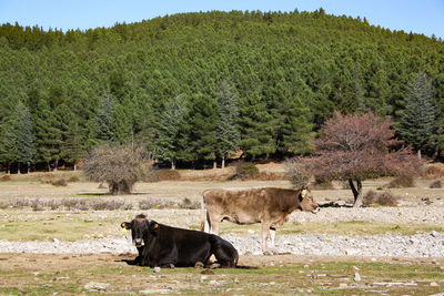 Cow in a field