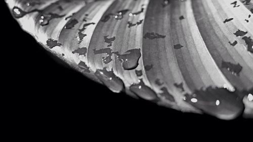 Close-up of water drops on leaf