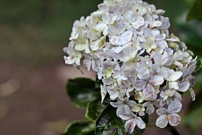 Close-up of white flowers