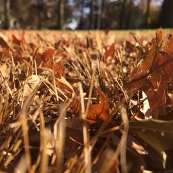 Close-up of plant growing on field