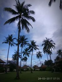 Low angle view of palm trees against sky