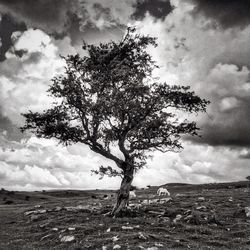 Trees on landscape against cloudy sky