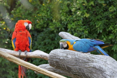 Close-up of parrot perching on wooden door