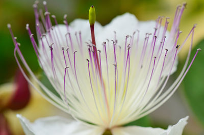 Close-up of white flowers