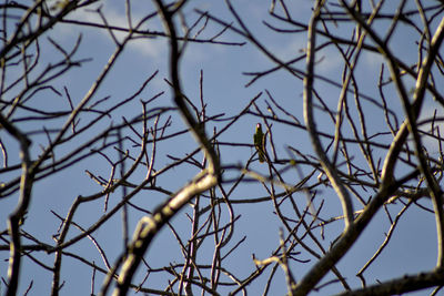 Low angle view of bird perching on bare tree against blue sky