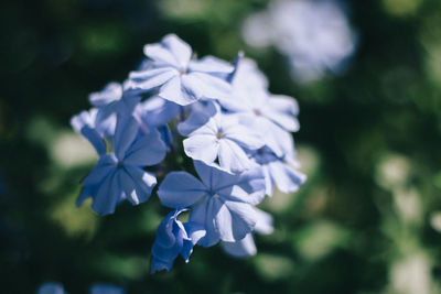 Close-up of white flowering plant