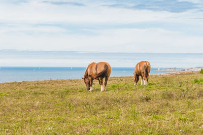 Horses in a field