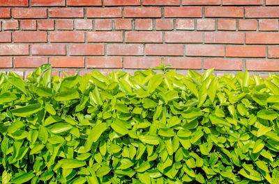Close-up of fresh green leaves against brick wall