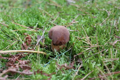 Close-up of mushrooms on field