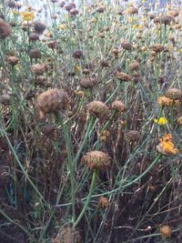 High angle view of flowers on field