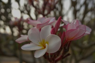 Close-up of white flower