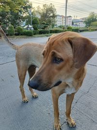 dog