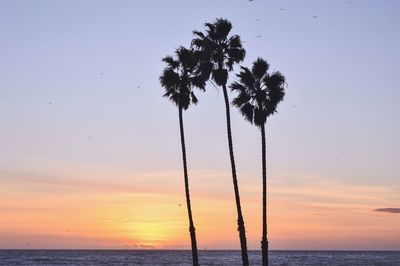 Silhouette palm trees on beach against sky during sunset