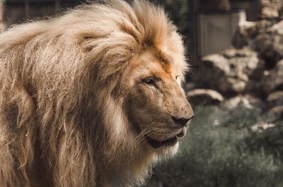 Close-up of a male lion head