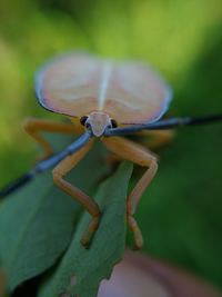 Close-up of insect on leaf