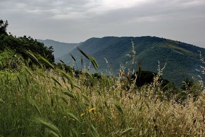 Plants growing on farm against sky