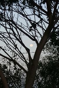 Low angle view of tree against sky