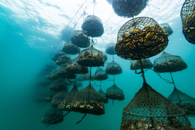 Oyster farm, ishikawa, notojima , japan