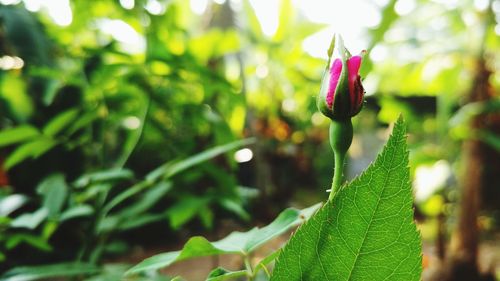 Close-up of flower growing outdoors