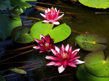 High angle view of lotus water lily in pond