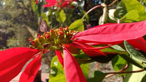 Close-up of red flower