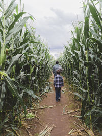 Rear view of father and son walking amidst corn field