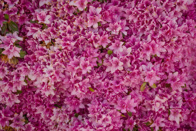 Full frame shot of pink flowering plants