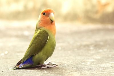 Close-up of bird