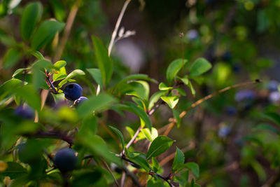 Close-up of berries growing on plant