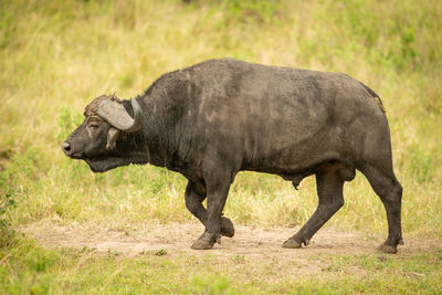 Muddy cape buffalo walks over short grass