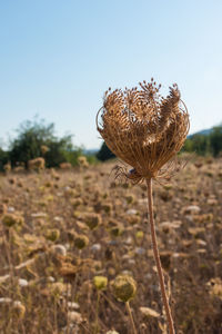 Close-up of wilted flower on field against clear sky