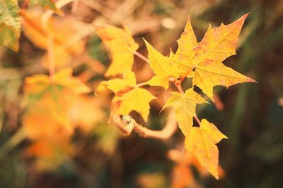 Close-up of maple leaves