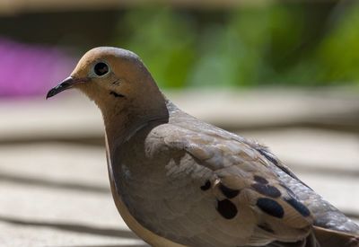 Close-up of bird perching outdoors