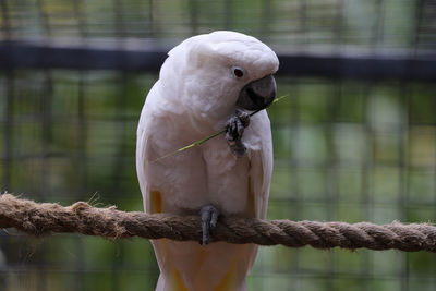 Close-up of parrot perching on branch