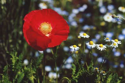 Close-up of red flowering plant on field